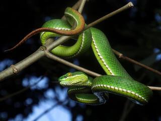 a green pit viper snake discovered in the Greater Mekong region in 2024