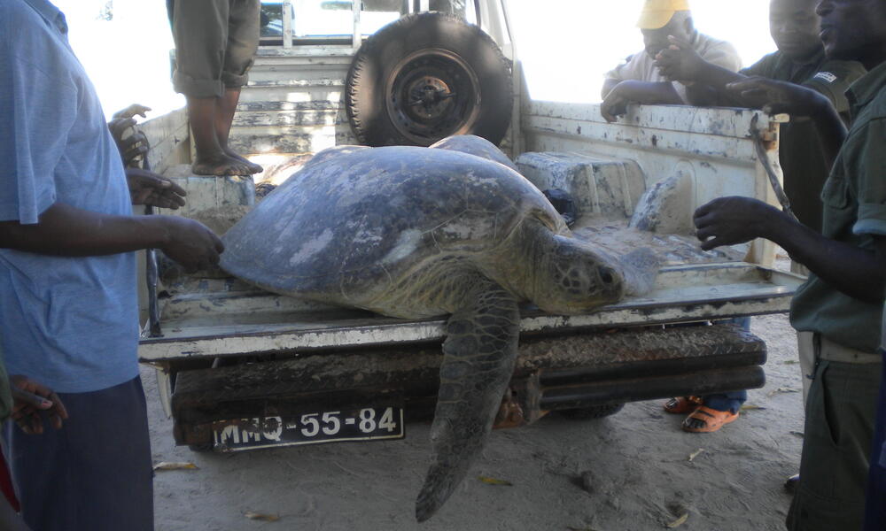 Green turtle Mozambique