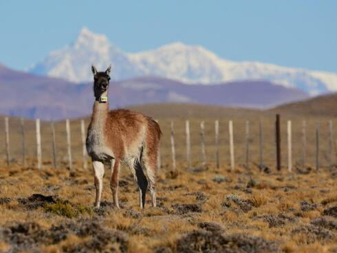 a collared guanaco stands alone on a hillside