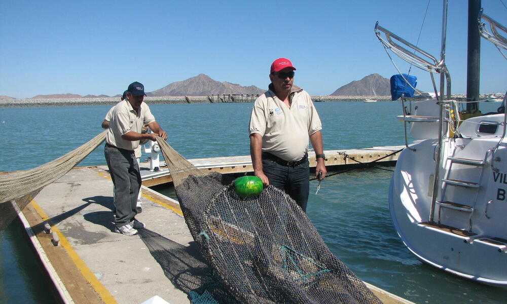 Testing Alternative Fishing Gear to Reduce Bycatch. 