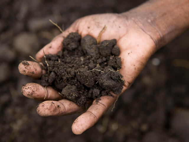 Close-up of a hand holding a pile of dirt