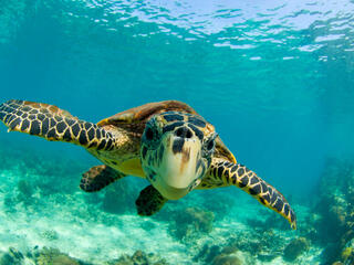 Hawksbill turtle swimming underwater in North Madagascar.