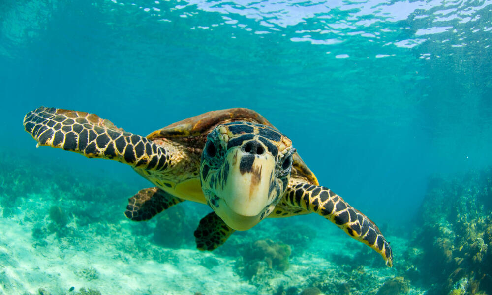 Hawksbill turtle swimming underwater in North Madagascar.