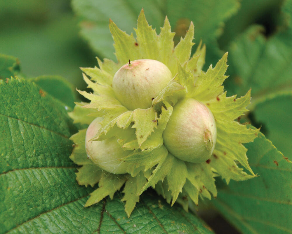 Hazelnuts on tree