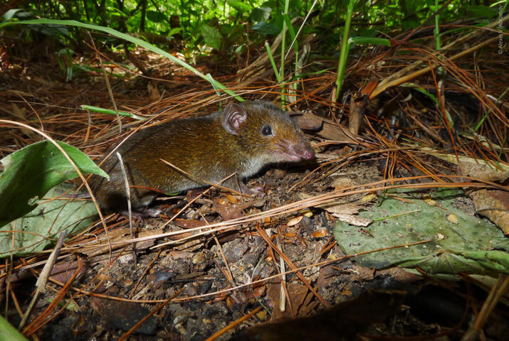 Small brown furry animal standing on the ground
