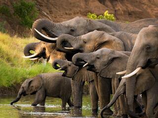 Herd of elephants drinking at a waterhole.
