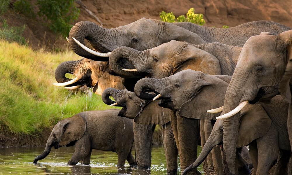 Herd of elephants drinking at a waterhole.