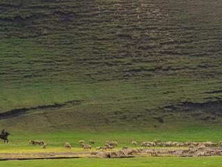 A man on horseback herding sheep on green grass against a large mountainside