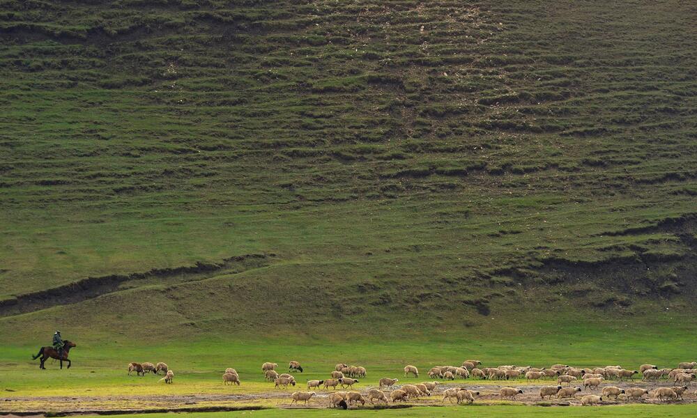 A man on horseback herding sheep on green grass against a large mountainside