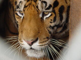 Caged tiger, Indiana, United States
