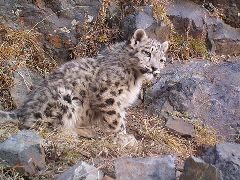 snow leopard in Mongolia
