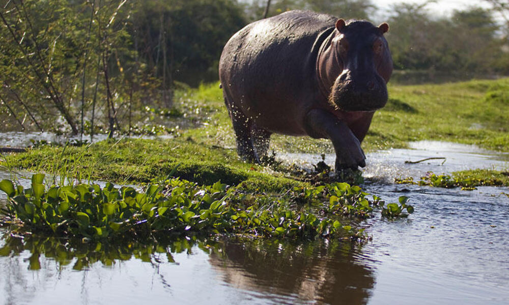Hippo on Lake Naivasha