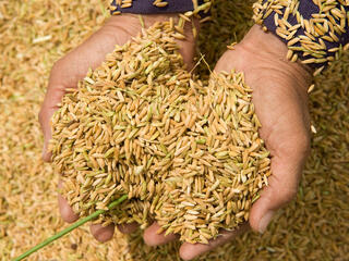 A person displays a handful of newly-threshed rice.