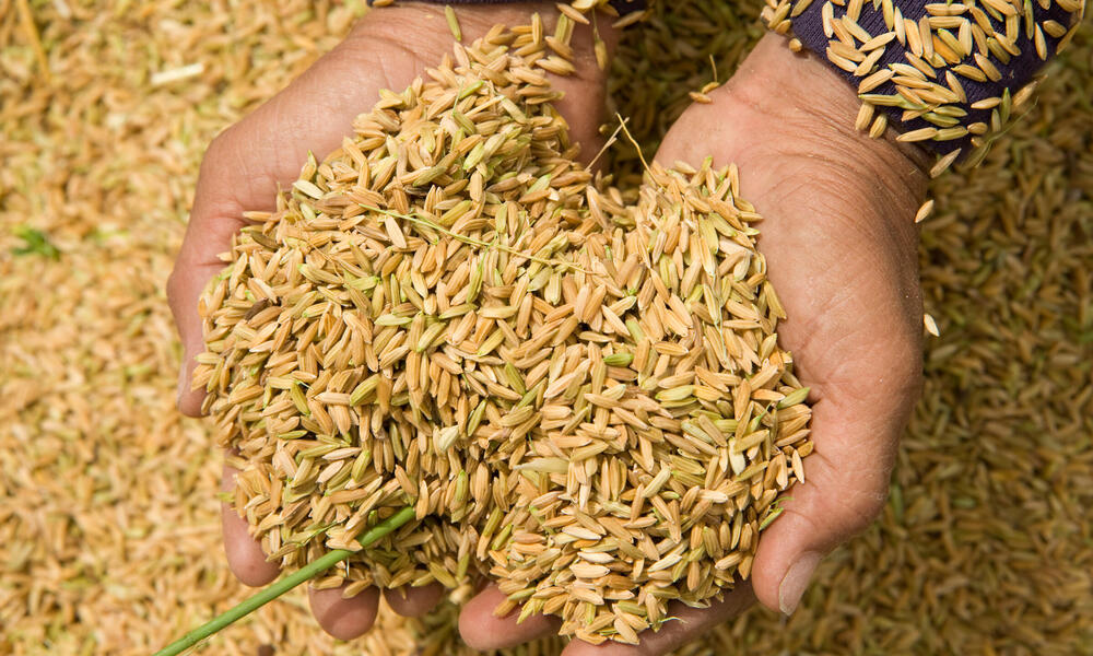 Californian research yields cattle feed from rice straw