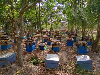 Honey collection in the Sundarbans