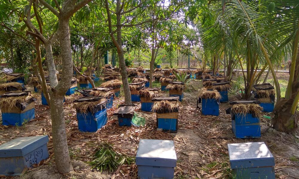 Honey collection in the Sundarbans