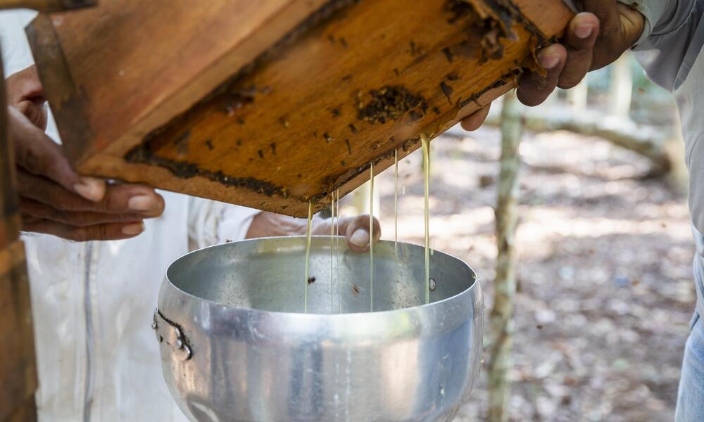 Honey draining from wooden hive into a metal bowl