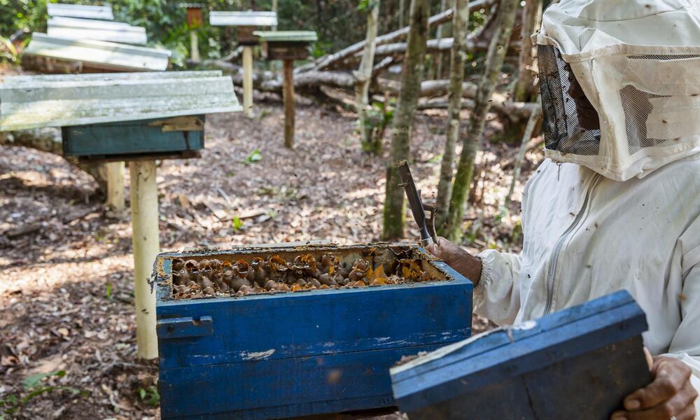 Open stingless bee hive with honey pots during harvest in the Amazon