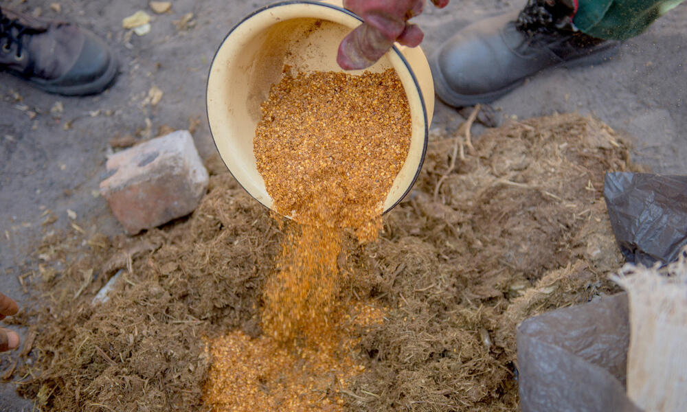 Mulanda pours a pile of chili powder into the dung and water mix.