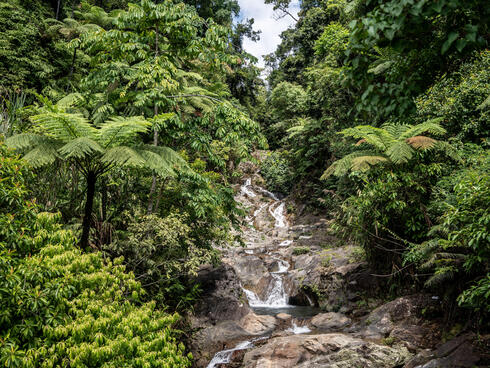 A waterfall flows in a dense green forest with a blue sky