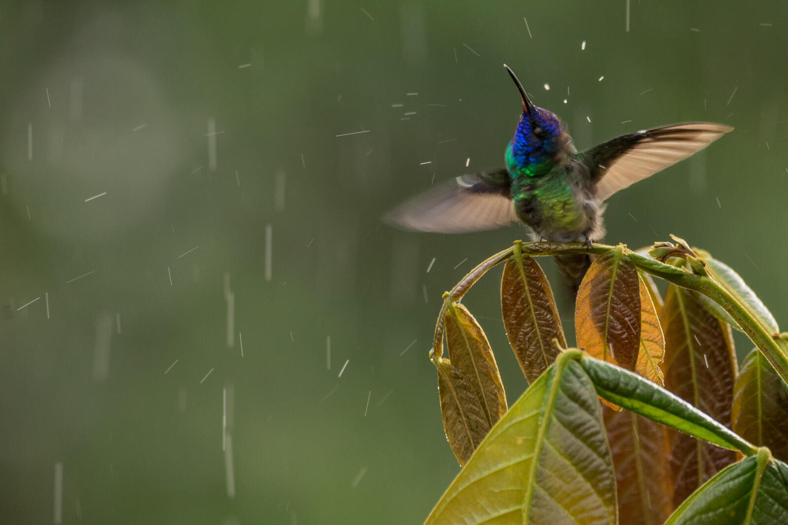 Capturing a rare moment with a hummingbird in the Andes | Magazine ...