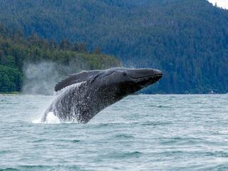 whale breaches water near Juneau, Alaska
