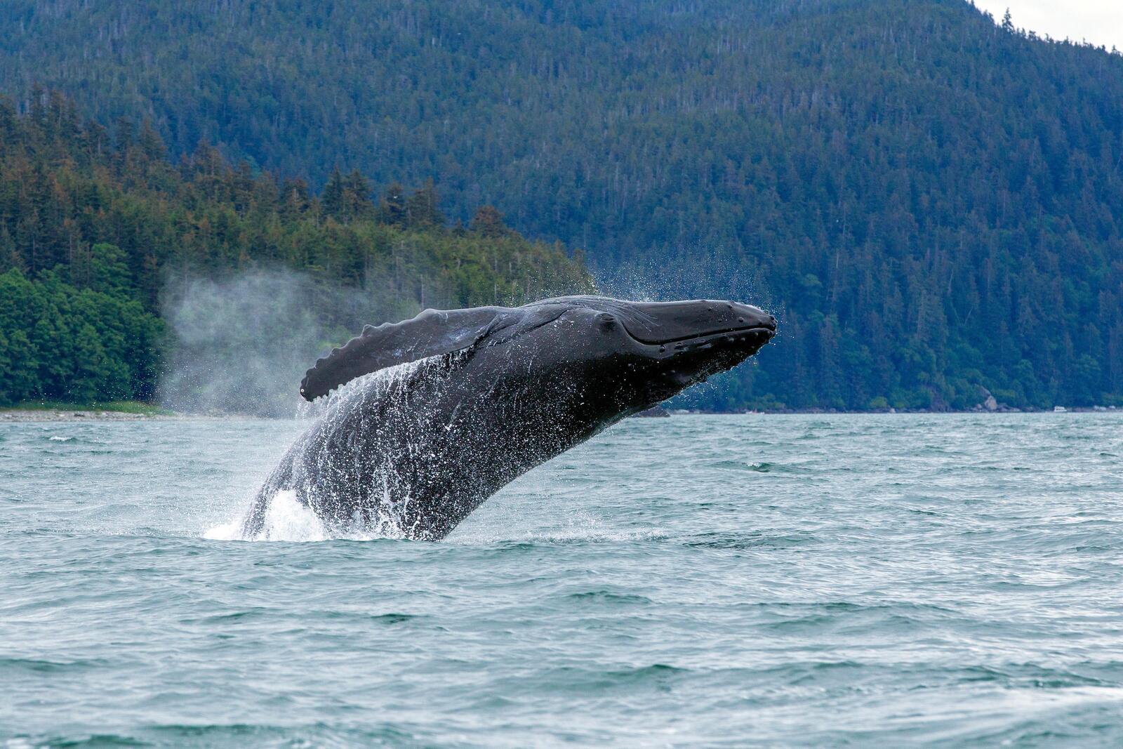 whale breaches water near Juneau, Alaska