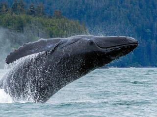 whale breaches water near Juneau, Alaska