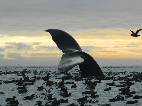 humpback whale fluke and birds in Arctic Ocean