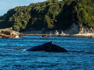 A humpback whale feeds in the waters near Guafo Island, Chile