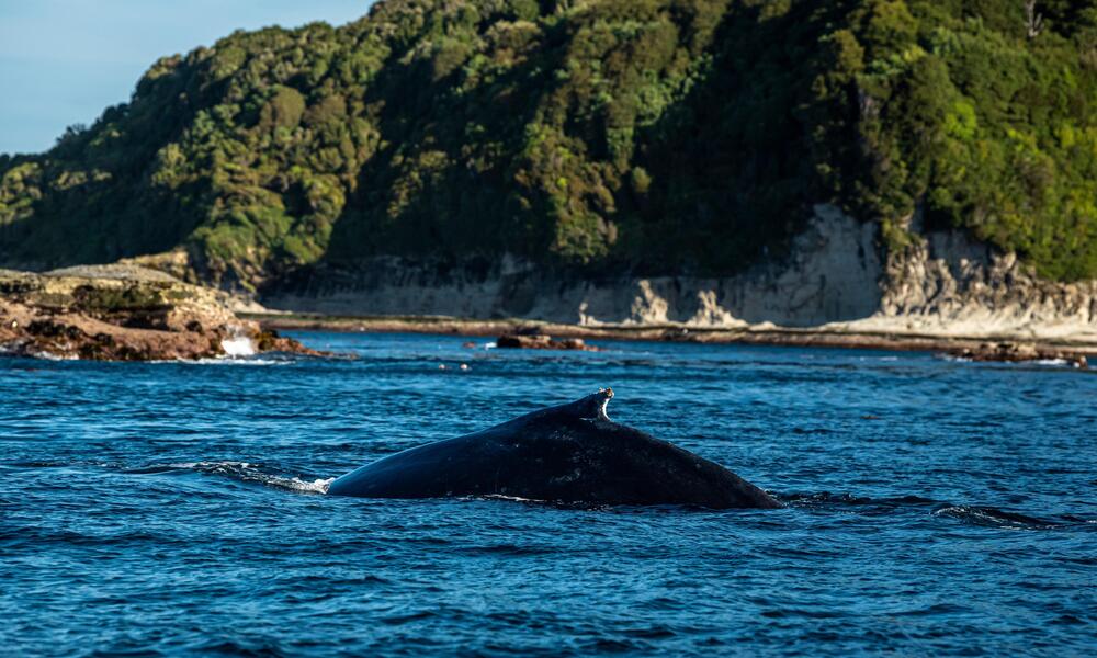 A humpback whale feeds in the waters near Guafo Island, Chile
