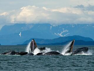 a group of humpback whales bubble feed in the waters near Juneau, Alaska