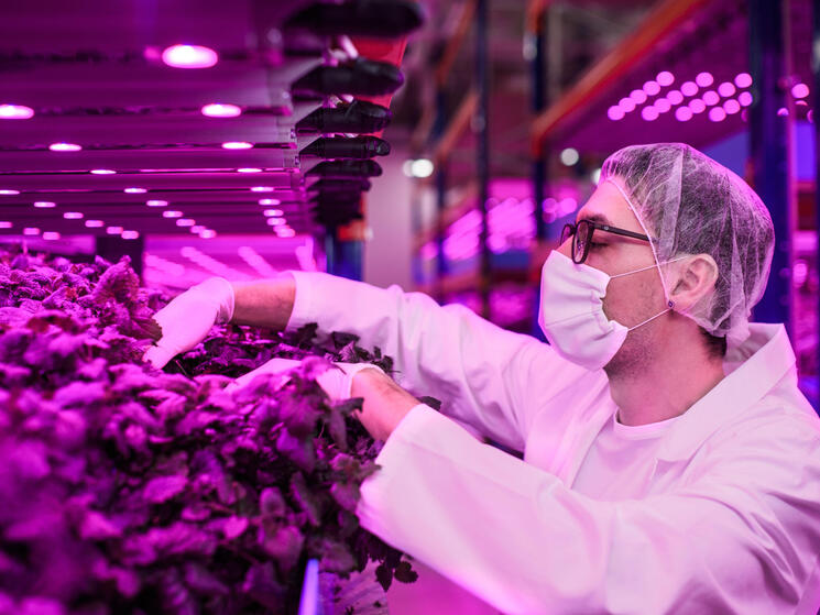 A worker checks on lettuce in an indoor farm
