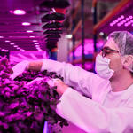 A worker checks on lettuce in an indoor farm