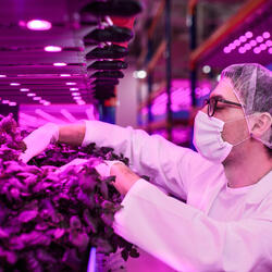 A worker checks on lettuce in an indoor farm