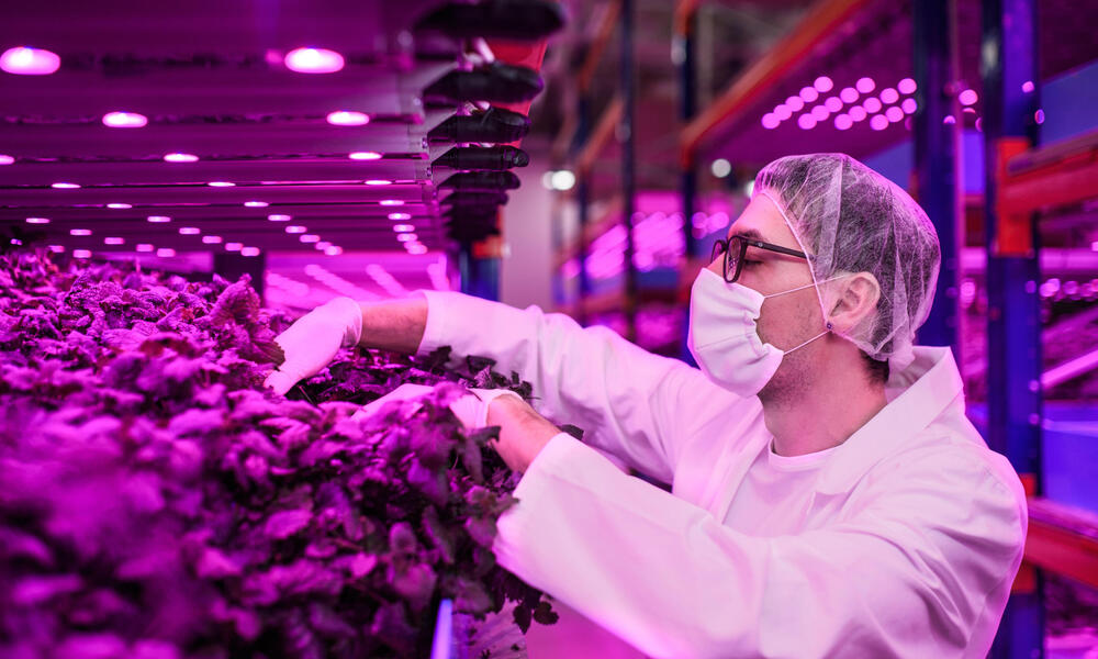 St. Louis Region Emerging as a Global Hub for Innovation in Indoor Agriculture - Vimarsana News