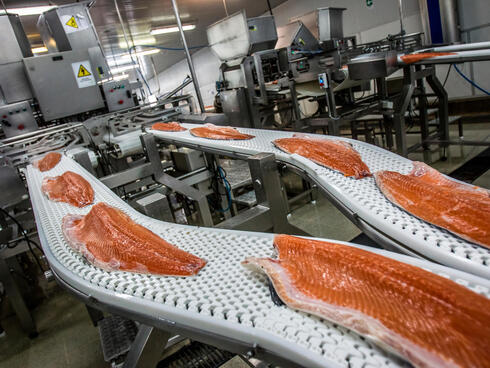 PUERTO MONTT, CHILE: Workers process industrially farmed salmon to be shipped at the AquaChile processing plant in Puerto Montt. AquaChile is the largest exporter of salmon in Chile.