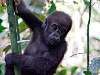 infant western lowland gorilla