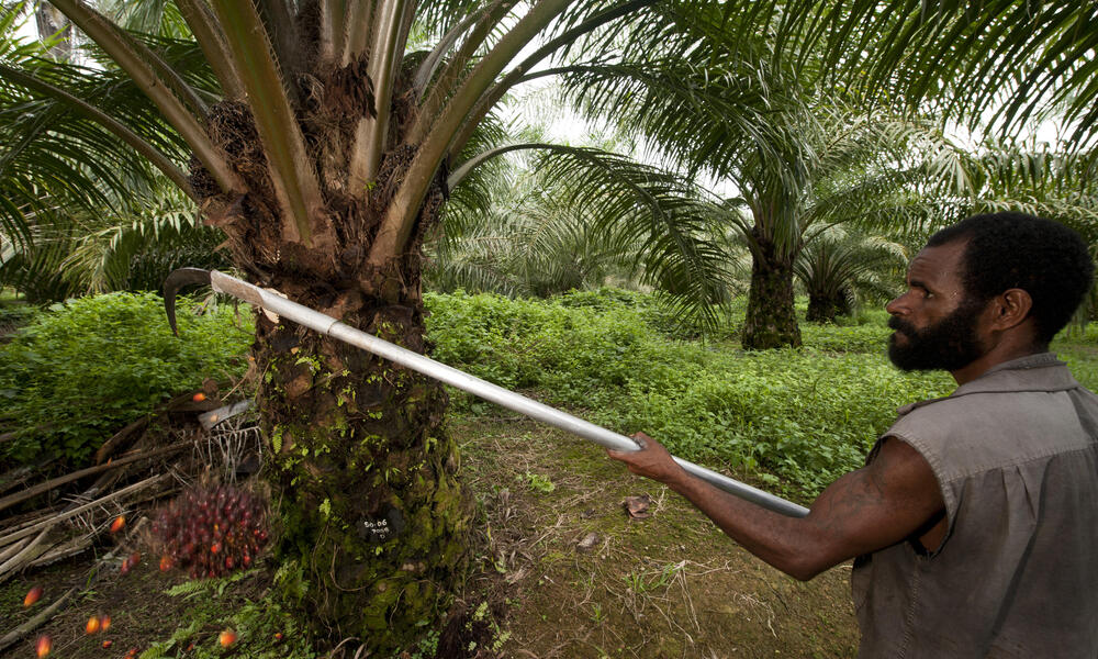 Papua New Guinean worker