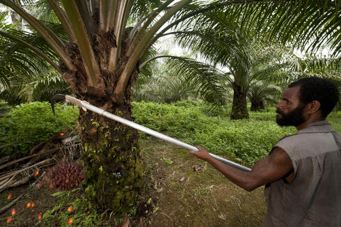 Papua New Guinean worker