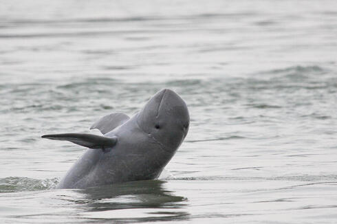 Irawaddy Dolphin