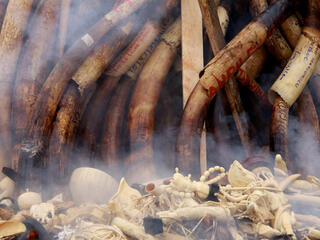 ivory burn in Gabon