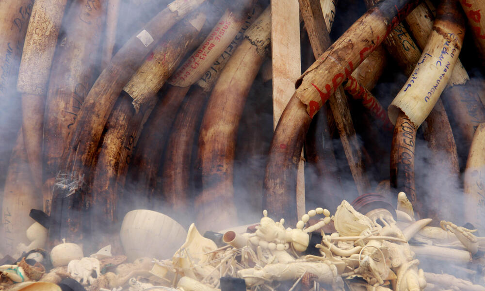 ivory burn in Gabon
