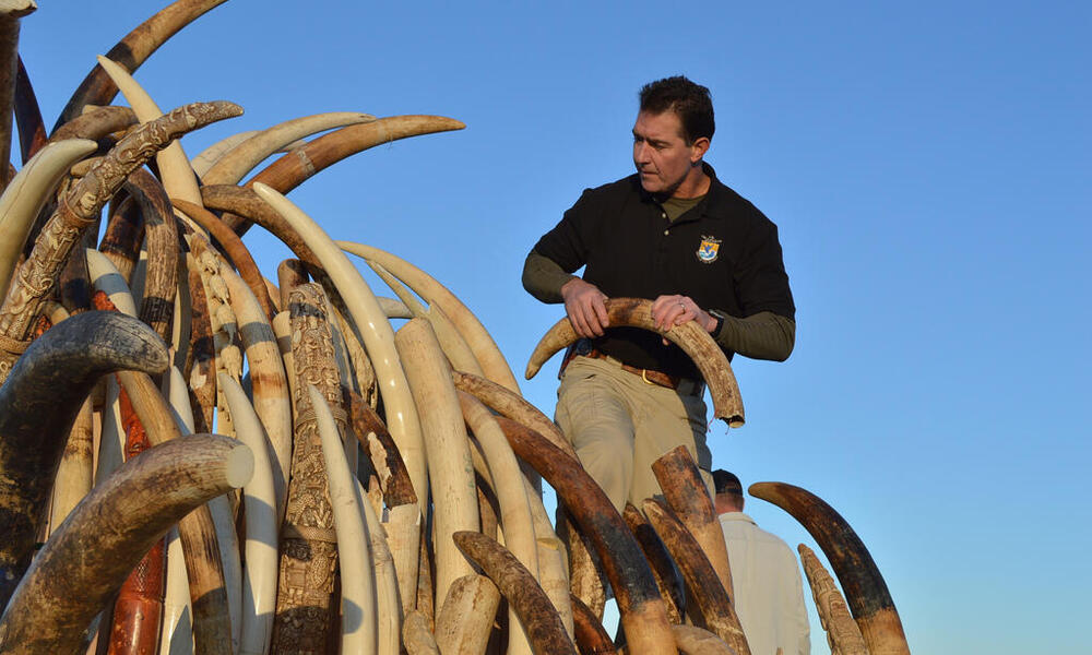 Steve Oberholtzer, USFWS, prepares tusks for ivory crush