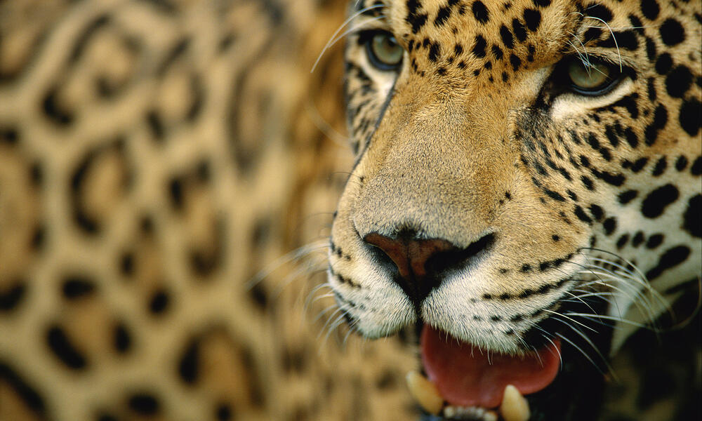 venezuelan rainforest animals