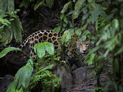 a jaguar sits in a tree in the rainforest