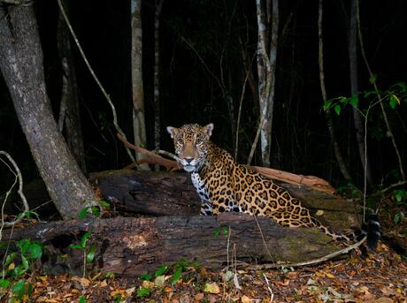 Jaguar in Mexican forest as captured by camera trap