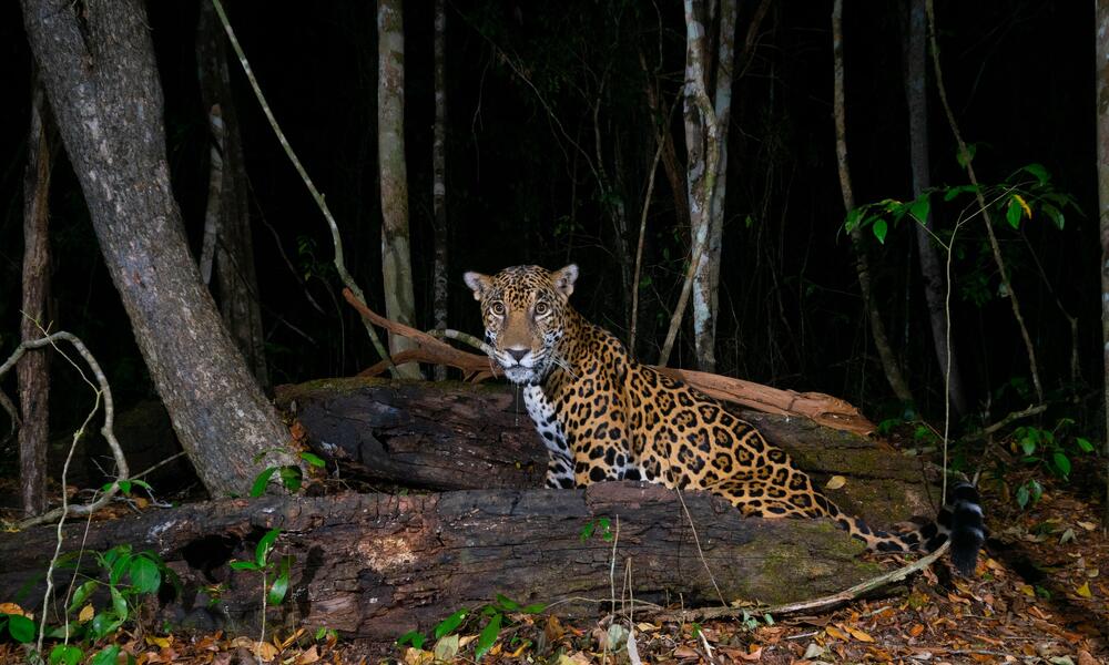 jaguar in Mexican forest as captured by camera trap