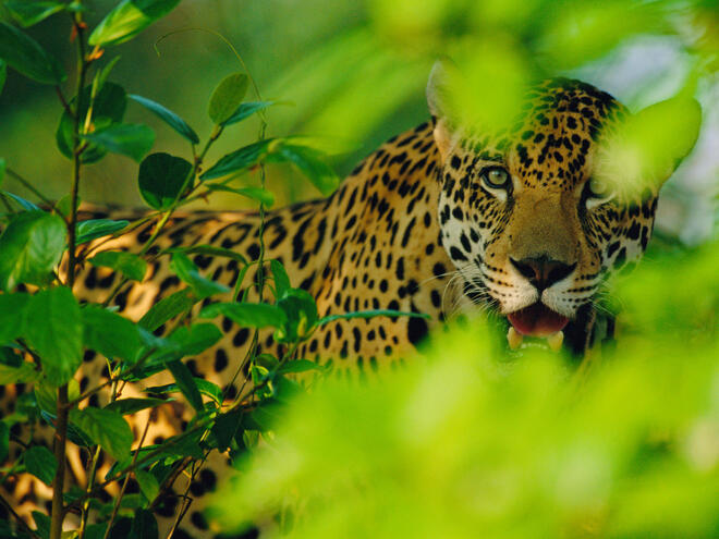 male Jaguar {Panthera onca}, Pantanal, Brazil