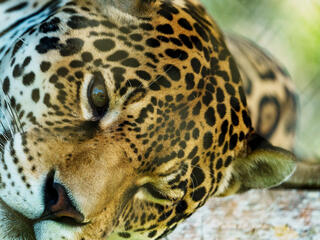 close up of jaguar face in The Palora-Pastaza Corridor, Amazon, Ecuador